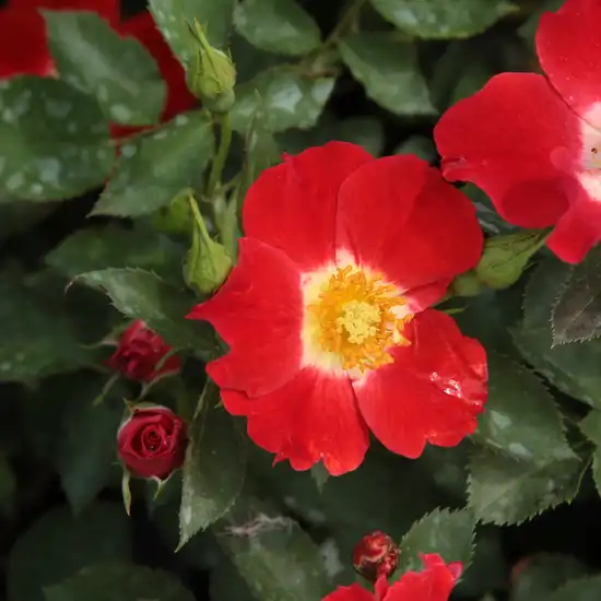 Rosa Eye Paint™ - roșu și alb - trandafir pentru straturi Floribunda